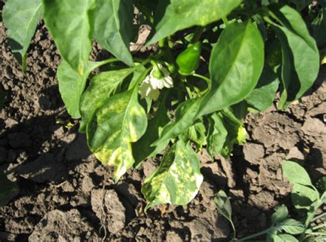 Paprika s simptomi apikalne gnilobe