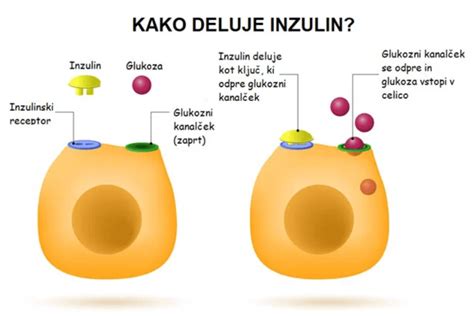 shema delovanja inzulina in vloge jeter pri presnovi glukoze
