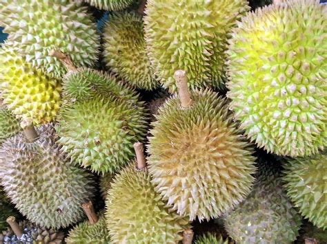 Durian, velik sadež z bodečo lupino