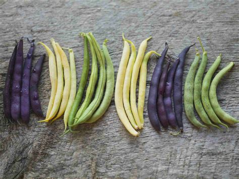 Thematic photo of green beans of different varieties