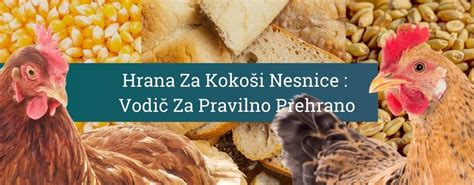 zdrobljena koruza v posodi za hranjenje kokoši