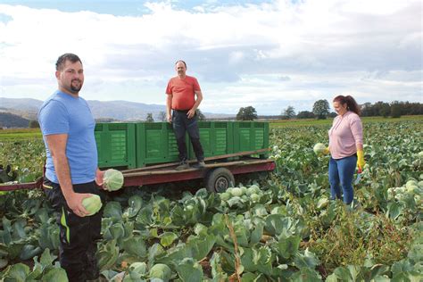 Sveže zeljne glave na vrtu, pripravljene za obiranje