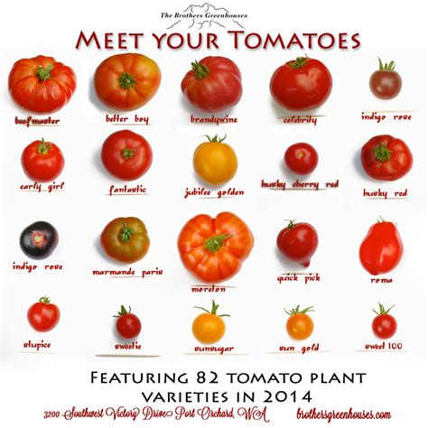 Infographic showing different tomato varieties
