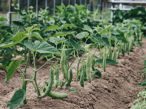 Thematic photo of bean plants growing on stakes in a garden