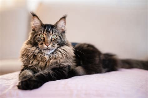 Fotografija mačke pasme Maine Coon, morda z igrivim dodatkom ultrazvoka