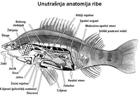 infografika: anatomija ribe in deli, primerni za juho