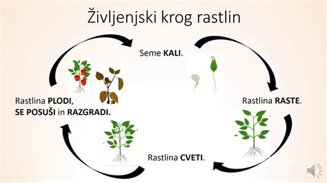 infografika: rastlina fižola in razvoj semen