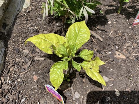 Thematic photo of pepper plants with some yellowing leaves