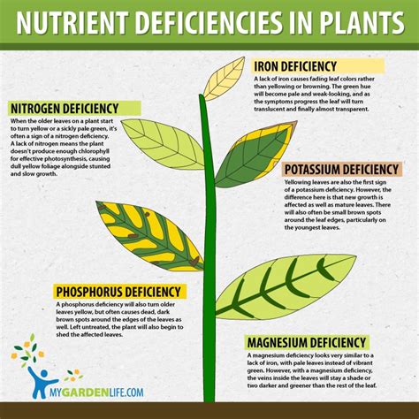 Infographic showing different nutrient deficiencies in plants and their symptoms on leaves