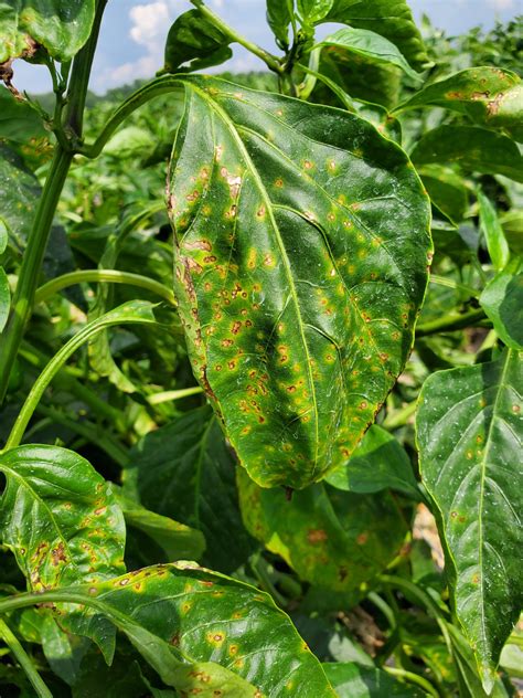 Photo of pepper leaves with visible pest damage