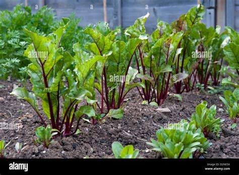 Image of beetroot plants in a garden bed