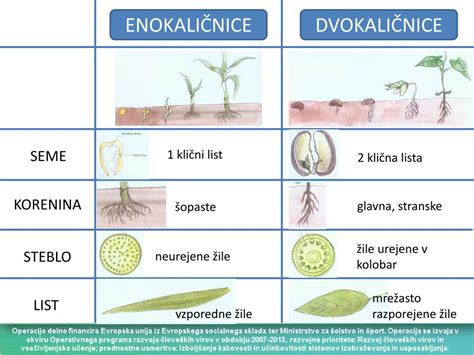 Infografika o delih rastline fižola: korenine, steblo, listi, cvetovi, stroki