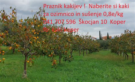 fotografija zrelega kakija