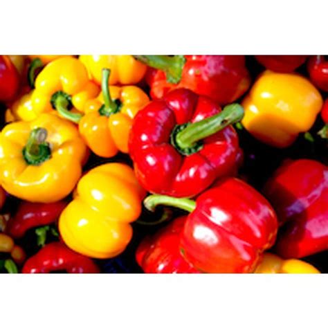 Sveža poletna zelenjava na tržnici (paradižnik, bučke, jajčevci, paprika)