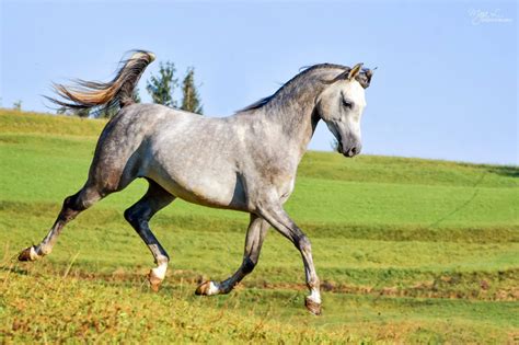 Primer dobre fotografije konja za oglas