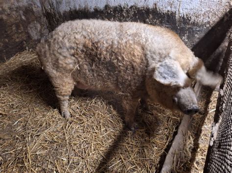 fotografija prašiča Mangalica