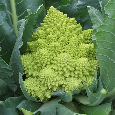 Thematic photo of Romanesco cauliflower
