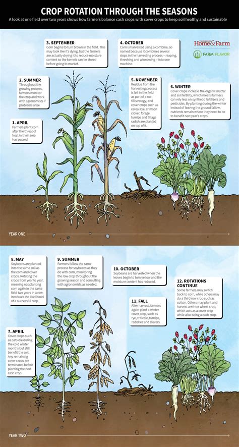 Infographic or diagram of recommended crop rotation for brassicas