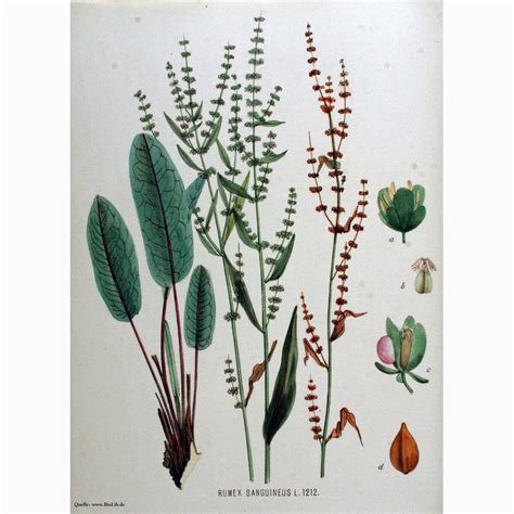 listi kisleice (Rumex sanguineus) z izrazitimi rdečimi žilami