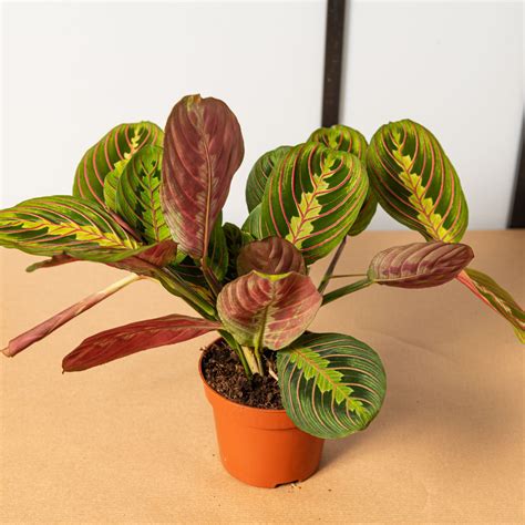 tematsko foto molitvene rastline (Maranta leuconeura Fascinator) z zelenimi listi in izrazitimi rdečimi žilami