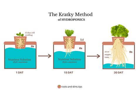 infografika Kratky metode za hidroponsko gojenje solate