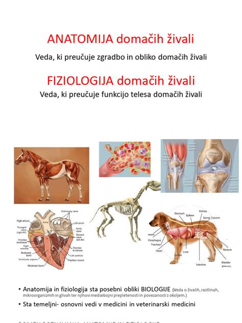 infografika uporabe mesne moke pri različnih vrstah domačih in kmetijskih živali