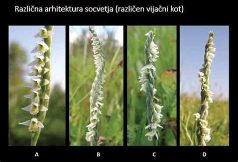Prikaz žuželk opraševalcev na cvetovih vrtnin