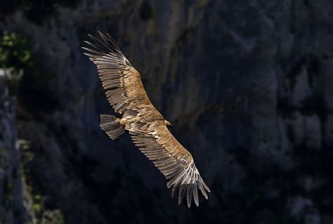 Thematic photo of a Bearded Vulture in flight showing its distinct silhouette against a mountain backdrop