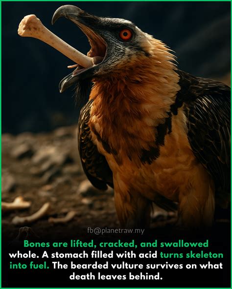 Infographic or illustration showing a Bearded Vulture dropping a bone onto rocks