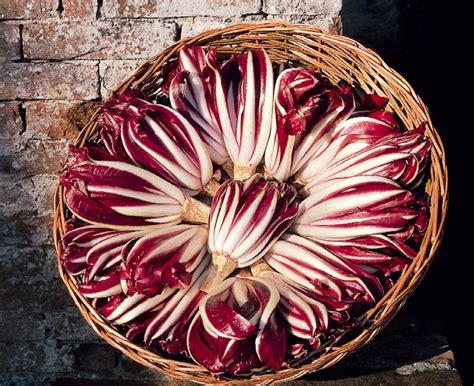Fotografija različnih vrst italijanskega radiča, vključno z Radicchio Rosso di Treviso