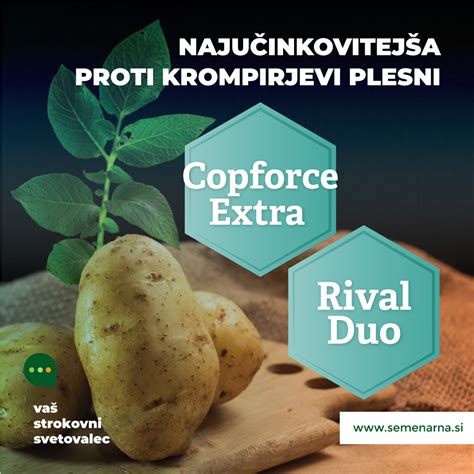fotografija začetne okužbe zalistnika in stebla na krompirjevki s krompirjevo plesnijo