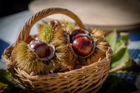 Ilustracija svežega kostanja v košari na jesenskem listju