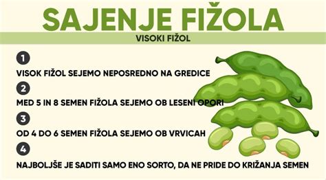 Infografika: Primerjava rastnih ciklov nizkega in visokega fižola