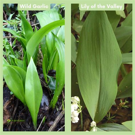 Infographic showing differences between wild garlic, autumn crocus and lily of the valley