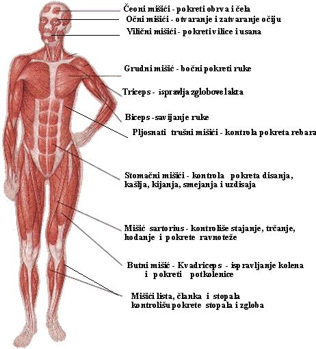 Infografika: Prikaz vloge kalcija v telesu (kosti, mišice, srce, živčni sistem)