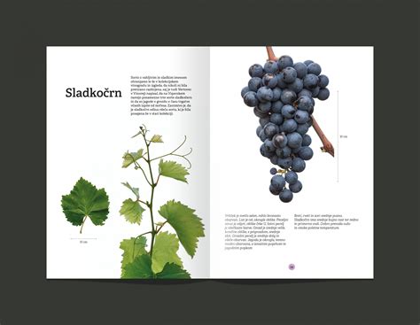 Ilustracija ali fotografija rastline Bledež