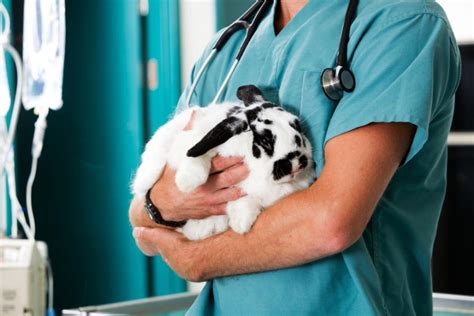 Ilustracija kunca pri veterinarju