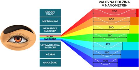 Shema vpliva sončne svetlobe na barvo cvetače