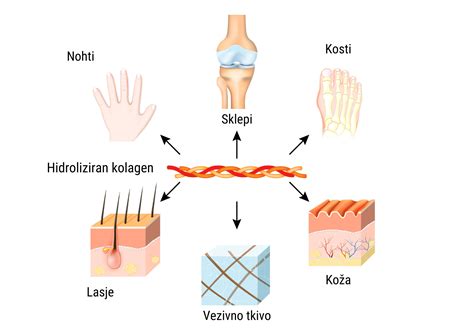 shema: proces kurjenja maščob v telesu