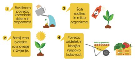 Infografika: Dobre in slabe sosednje rastline za solato