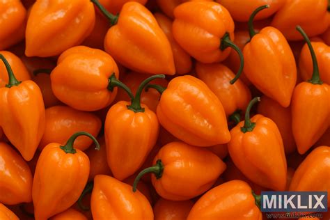 fotografija jagod, ki poudarja njihovo ranljivost za pesticide