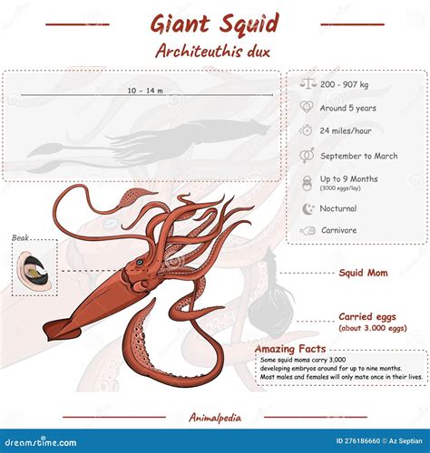 Infographic showing the anatomy of a squid