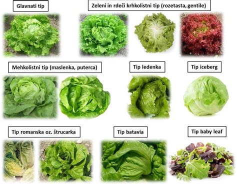 različne vrste svežih listnatih solat