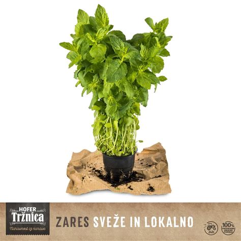 Shema, ki prikazuje pravilno razredčevanje eteričnega olja za masažo.