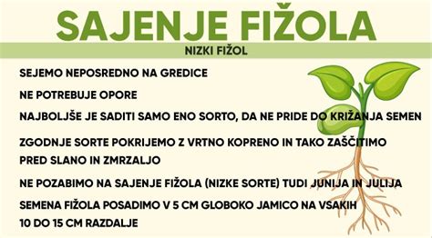 Shema sajenja nizkega fižola z razmiki med vrstami in rastlinami