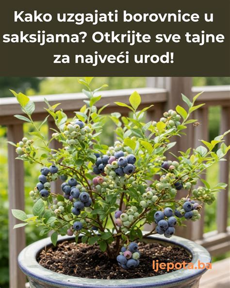 Prikaz različnih sestavin za nadev: borovnice, skuta, sladkor.