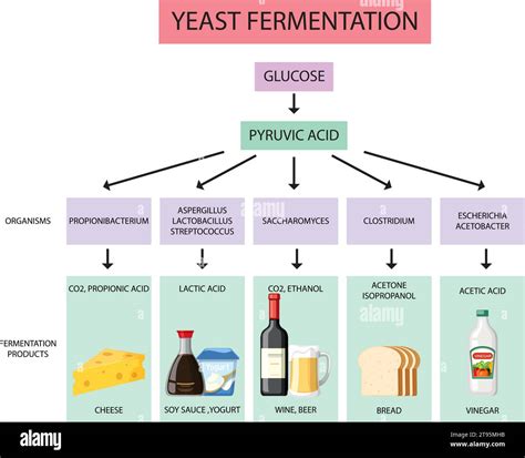 Diagram postopka fermentacije: od rezanja zelja do tlačenja v kozarce in končnega shranjevanja.