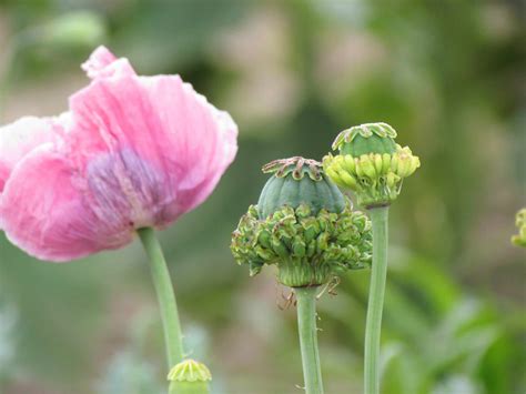 Fotografija nezrelih glavic vrtnega maka (Papaver somniferum)