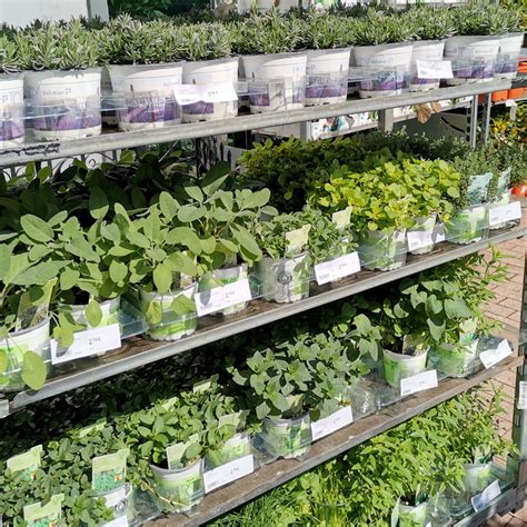 Tematska fotografija grškega sena (fenugreek) kot začimbe in rastline