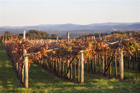 Vinogradi refoška na rdeči kraški zemlji